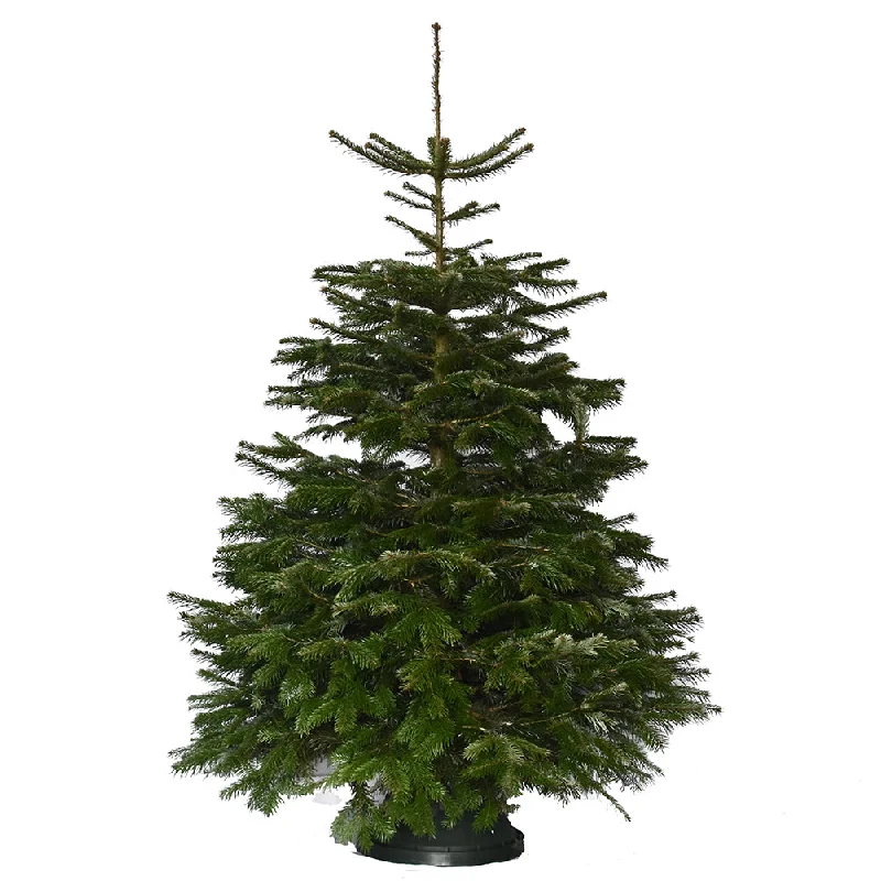 5ft Value Nordmann Fir Christmas Tree