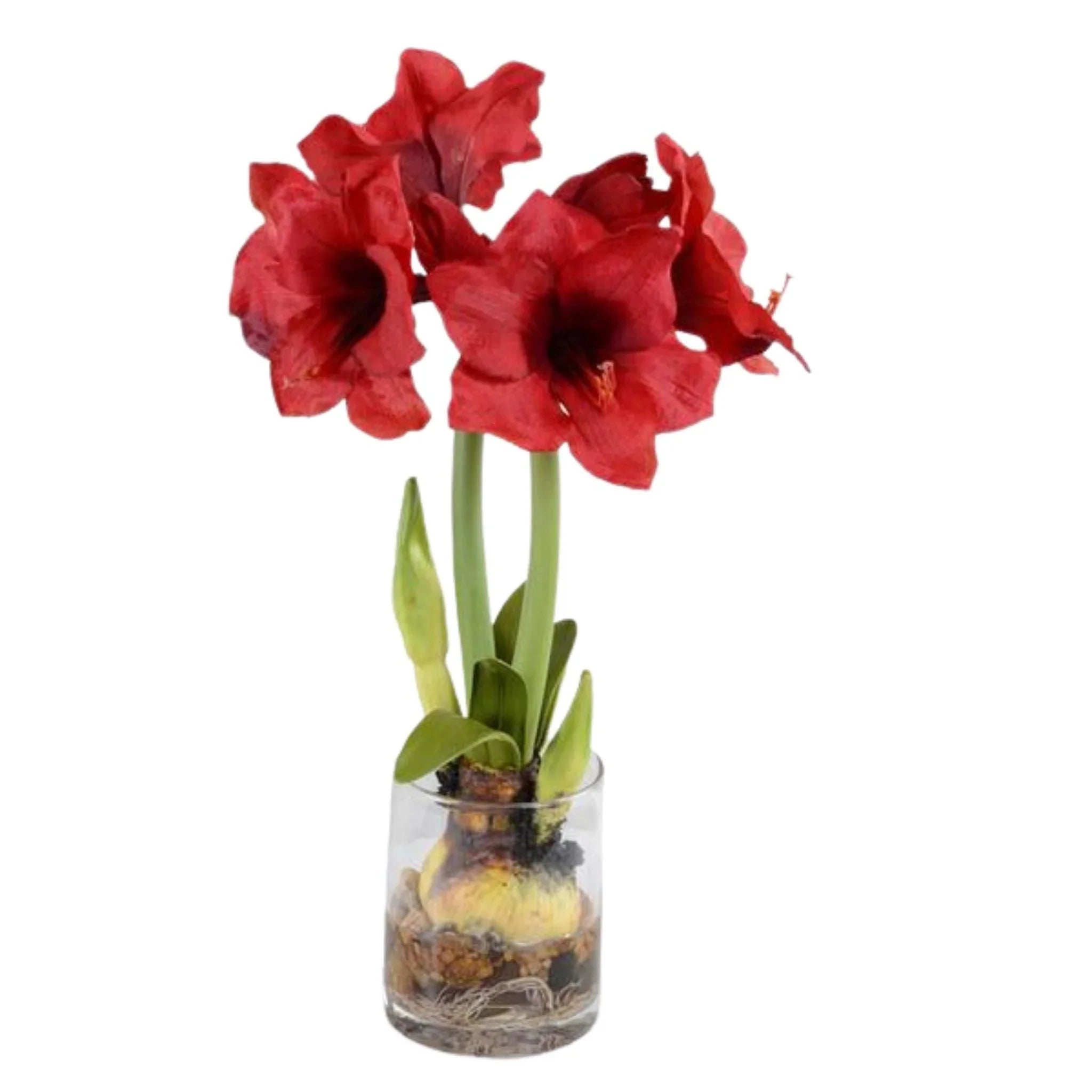 Amaryllis Plant Arrangement with Red Flowers