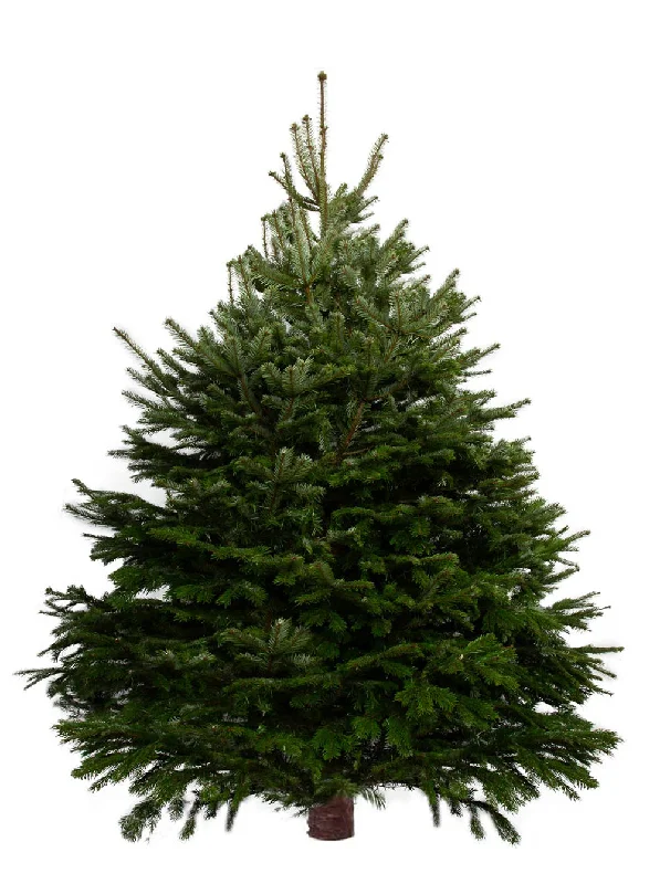 10ft Nordmann Fir Christmas Tree