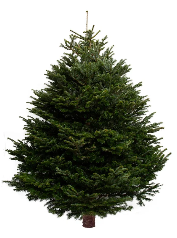 11ft Nordmann Fir Christmas Tree