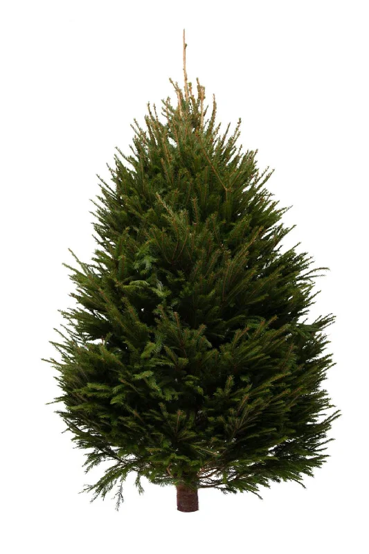 12ft Norway Spruce Christmas Tree