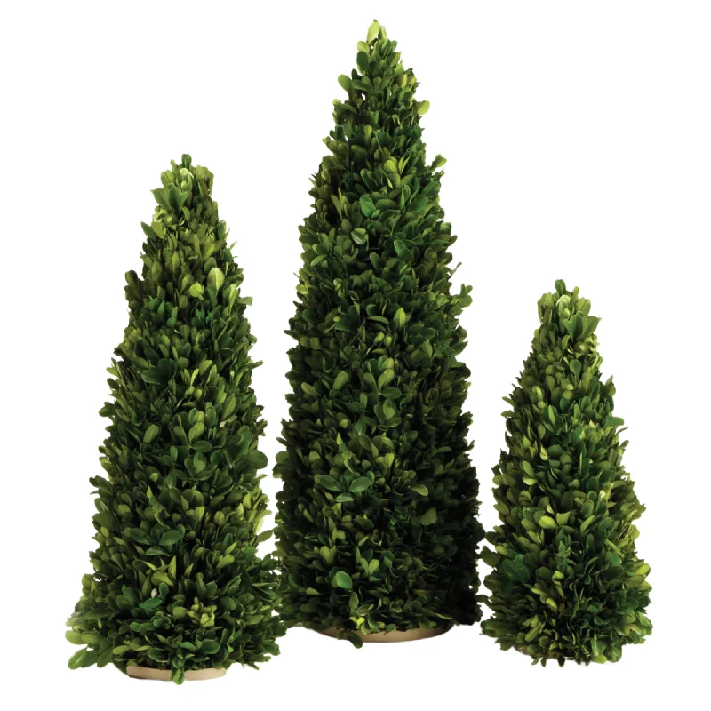 Set of Three Boxwood Mini Trees